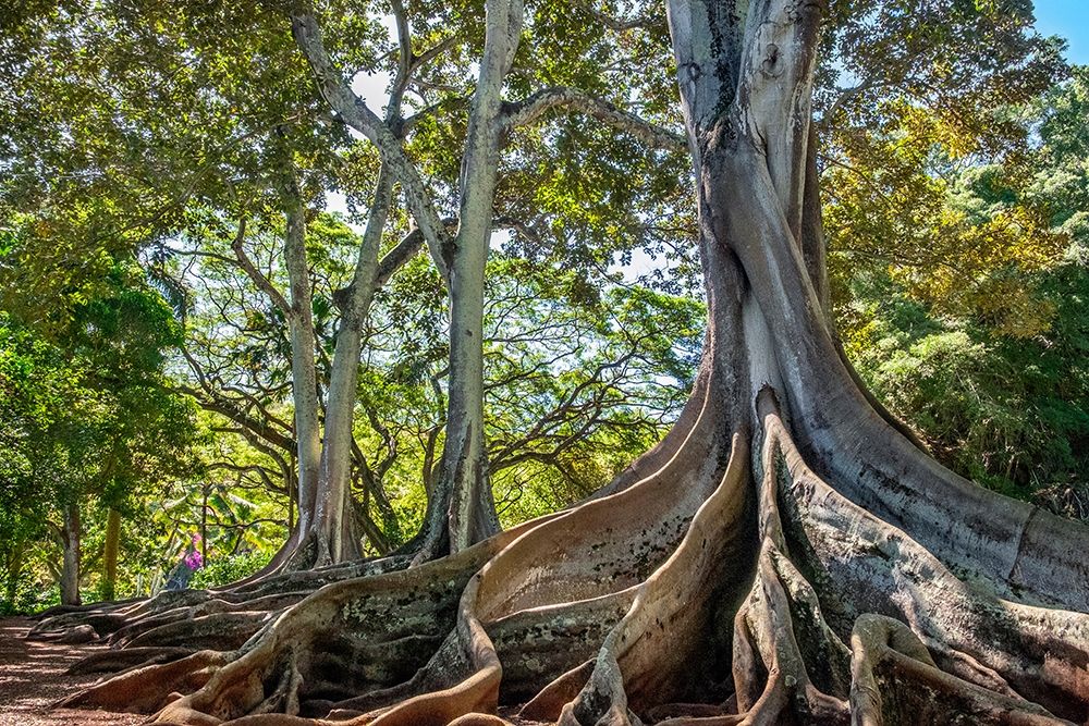Moreton Bay Fig tree-Kauai-Hawaii-USA
